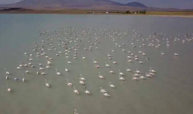 Arin Gölü'nde flamingo şöleni - Resim: 9